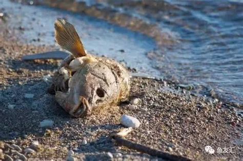 魚死了怎麼辦|【魚死了怎麼辦】魚兒説掰掰！魚死了怎麼辦？從遺體。